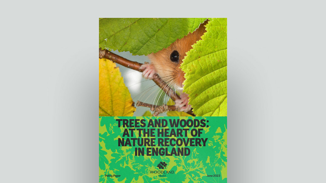 Trees And Woods At The Heart Of Nature Recovery In England Document Cover Trees And Woods At The Heart Of Nature Recovery In England Document Cover