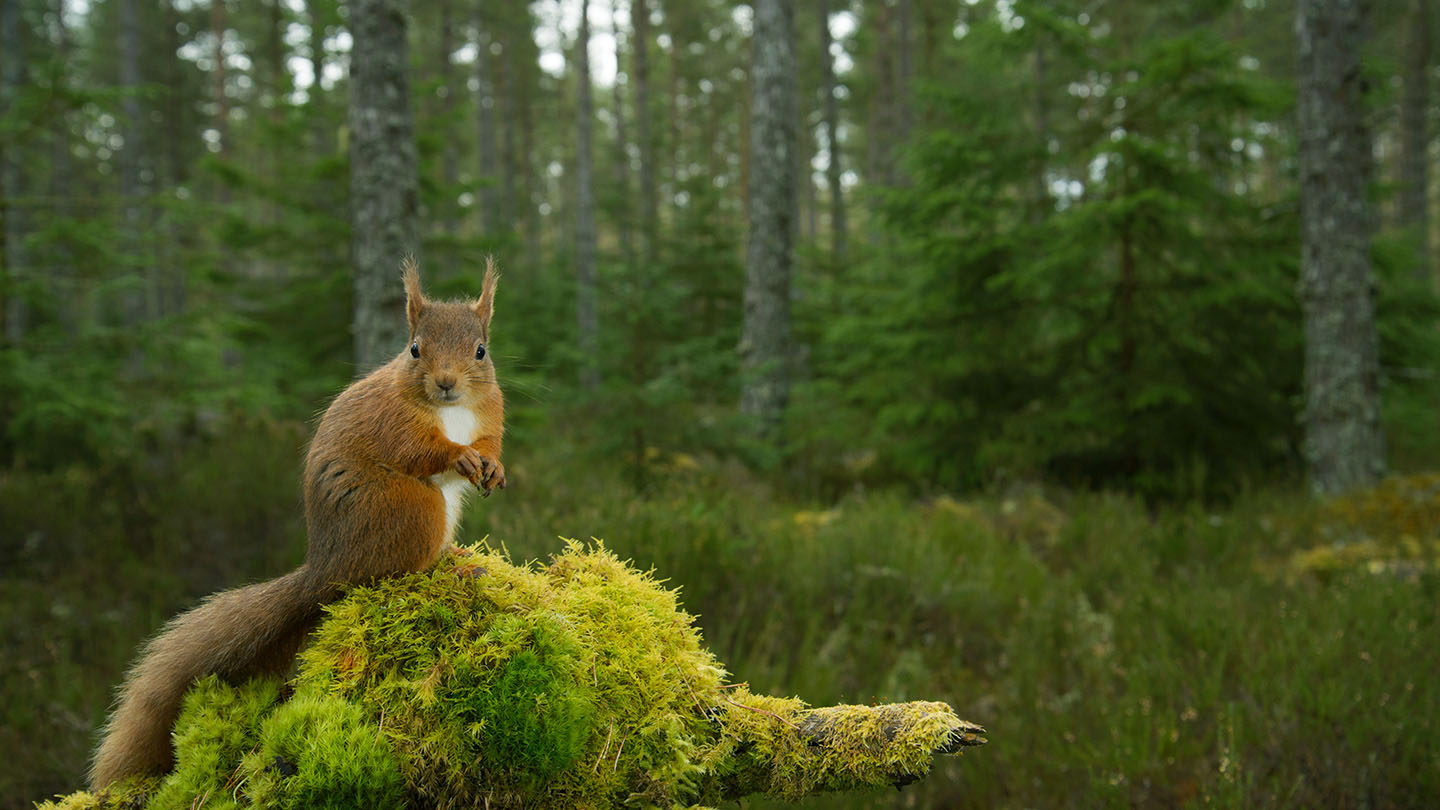 Red squirrel looking at camera on a mossy branch in pine woodland