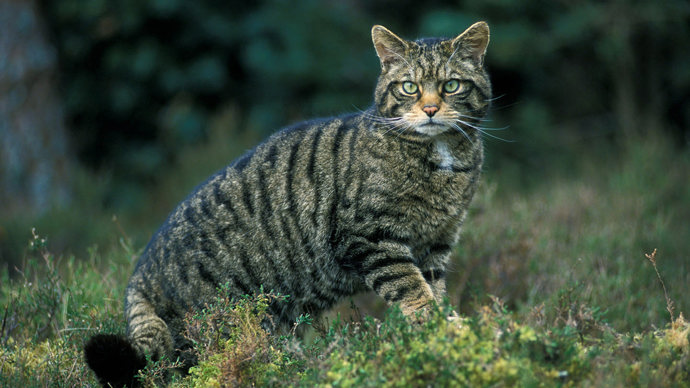 Scottish wildcat looking at camera in pine woodland
