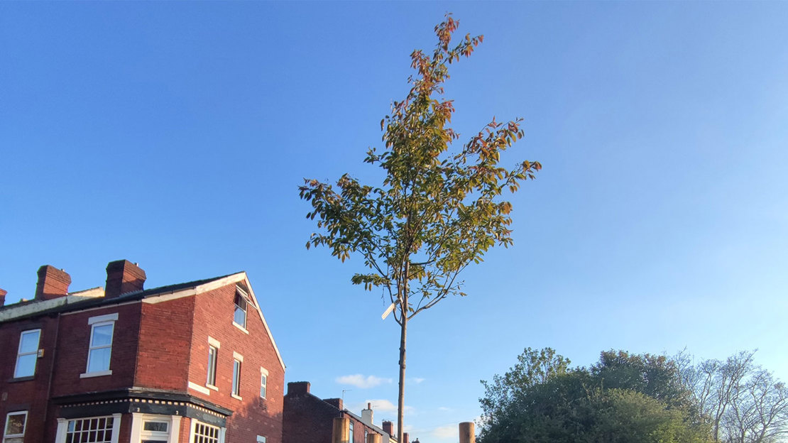 The branches and leaves of a very small young tree against a red brick house and blue sky