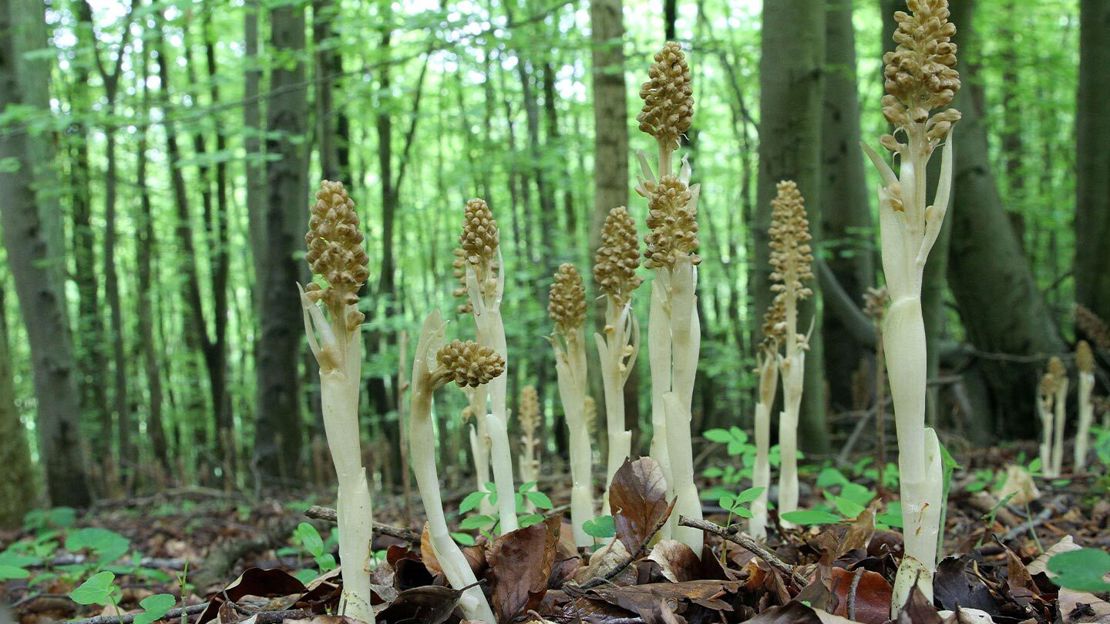 A group of pale, lifeless-looking bird's-nest orchids growing on the forest floor with trees in the background