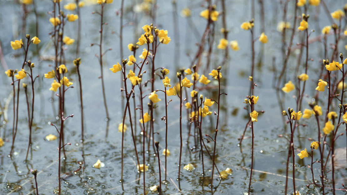 Yellow flowerheads on tall stems growing out of a pool of water