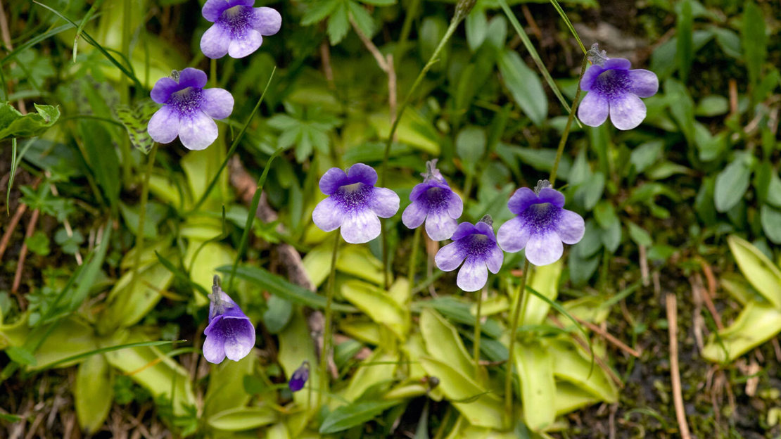 A crowd of purple flowerheads of common butterwort