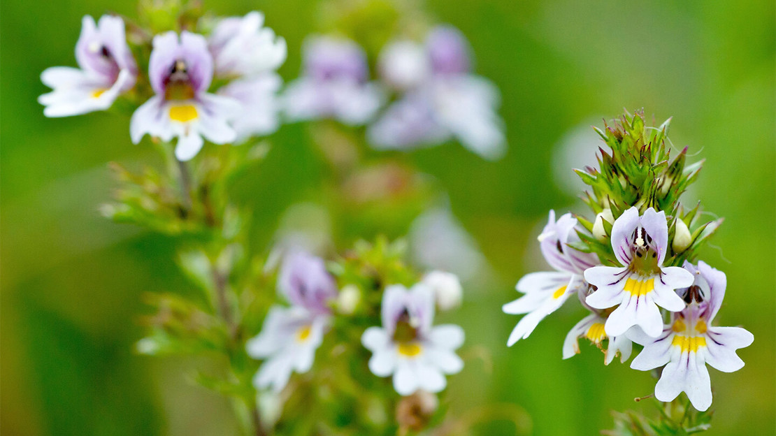 Close-up of the delicate white, purple and yellow flowerheads of an eyebright plant