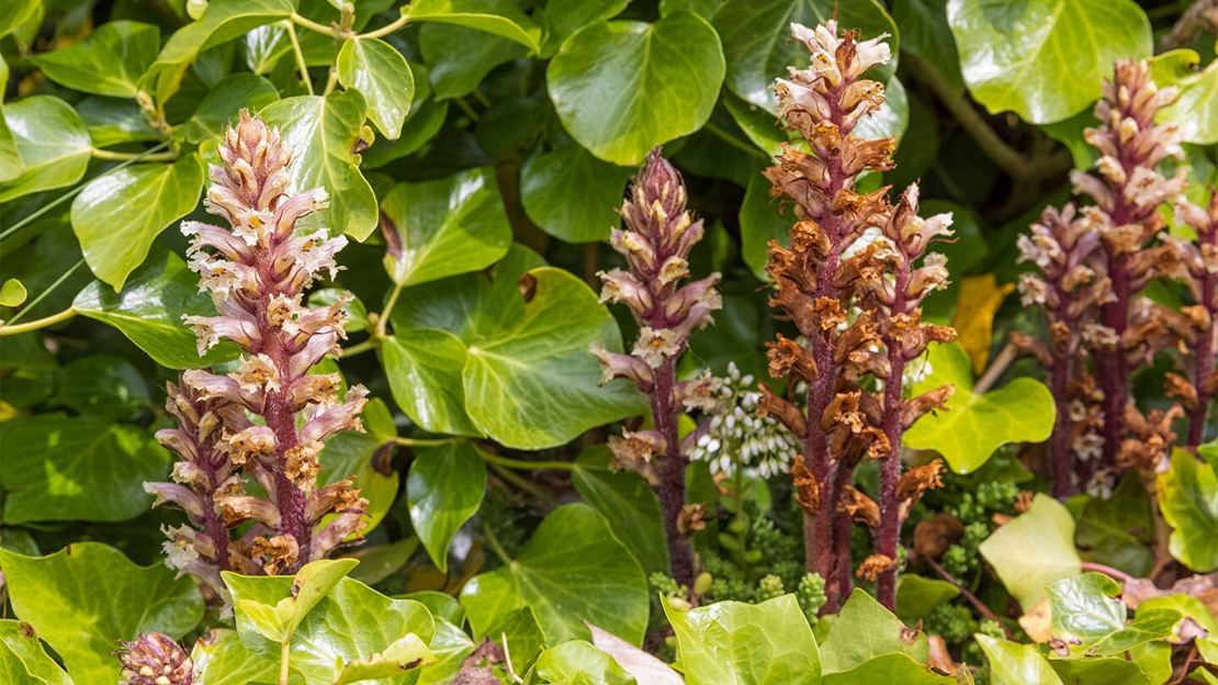 Four purple ivy broomrape plants growing in front of bright green leaves
