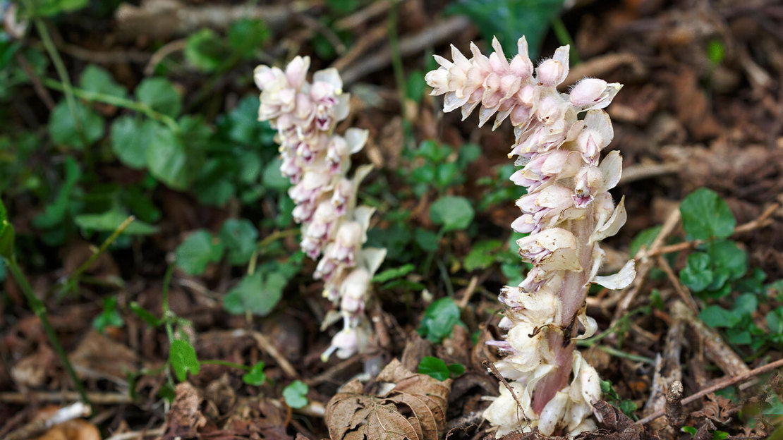 Two pale pink common toothwort plants growing out of dark leaf litter
