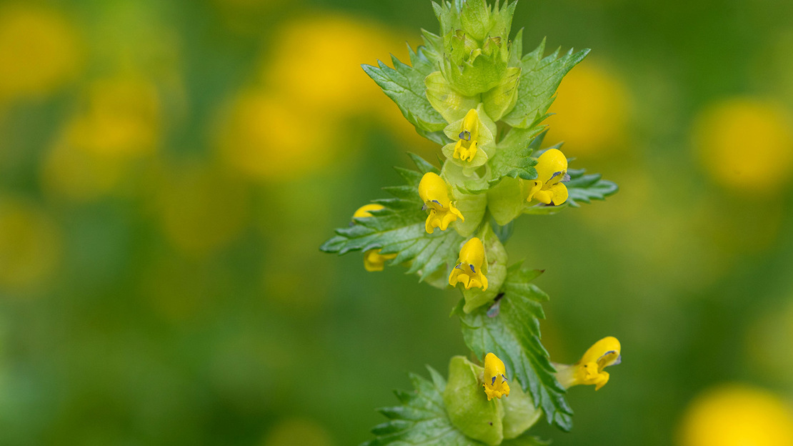 Yellow rattle flowerheads down the length of a green stem