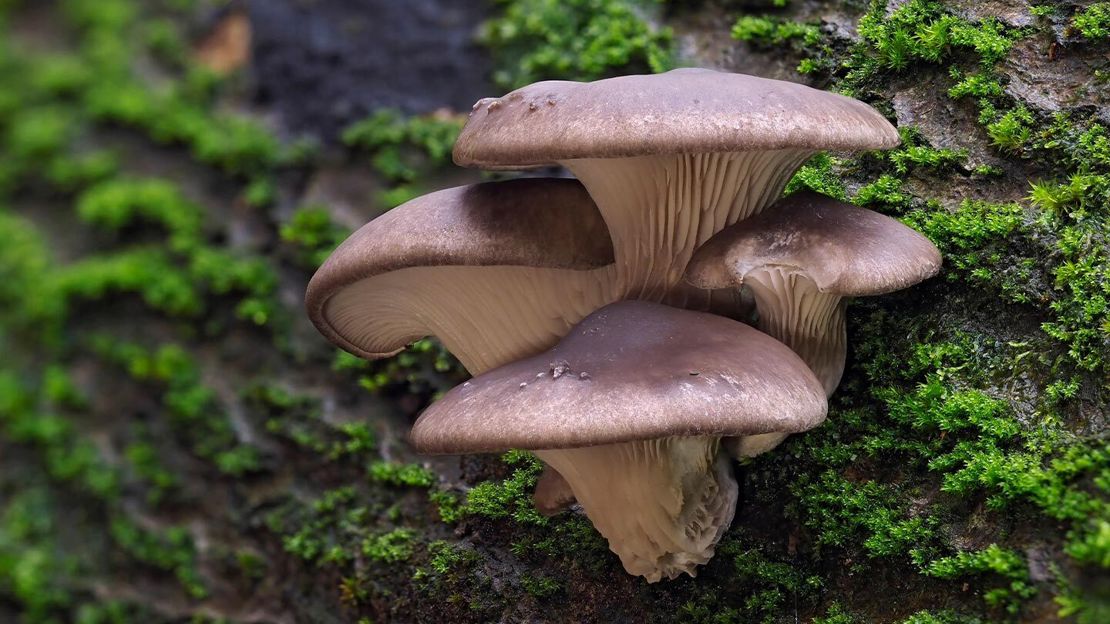 Four oyster mushrooms growing in a cluster on a log covered in green moss