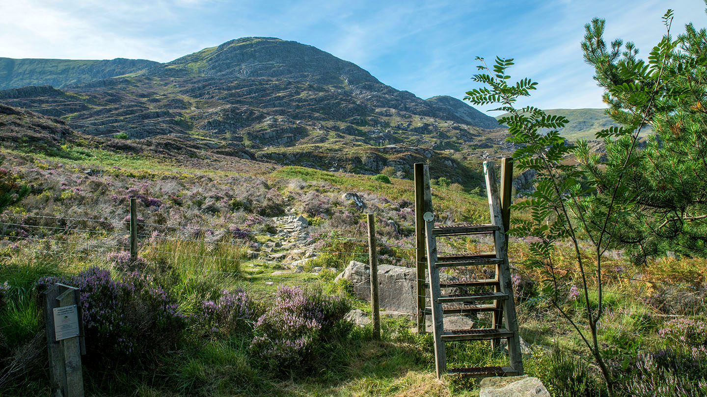 Heathland and Moorland British Habitats Woodland Trust