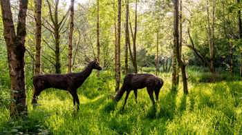 Two deer sculptures made out of wicker - one standing and one grazing - in the middle of a lush, sunny woodland clearing