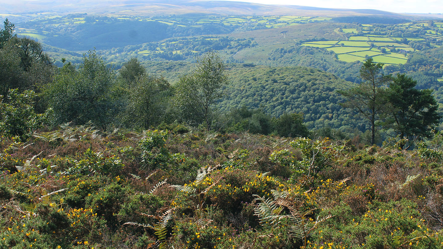 Heathland and Moorland British Habitats Woodland Trust