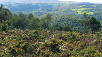 Landscape showing open heathland in the foreground and dense woodland in the background