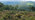 Landscape showing open heathland in the foreground and dense woodland in the background