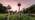 A shot looking up towards giant wicker mushroom sculptures standing against a pink sunset