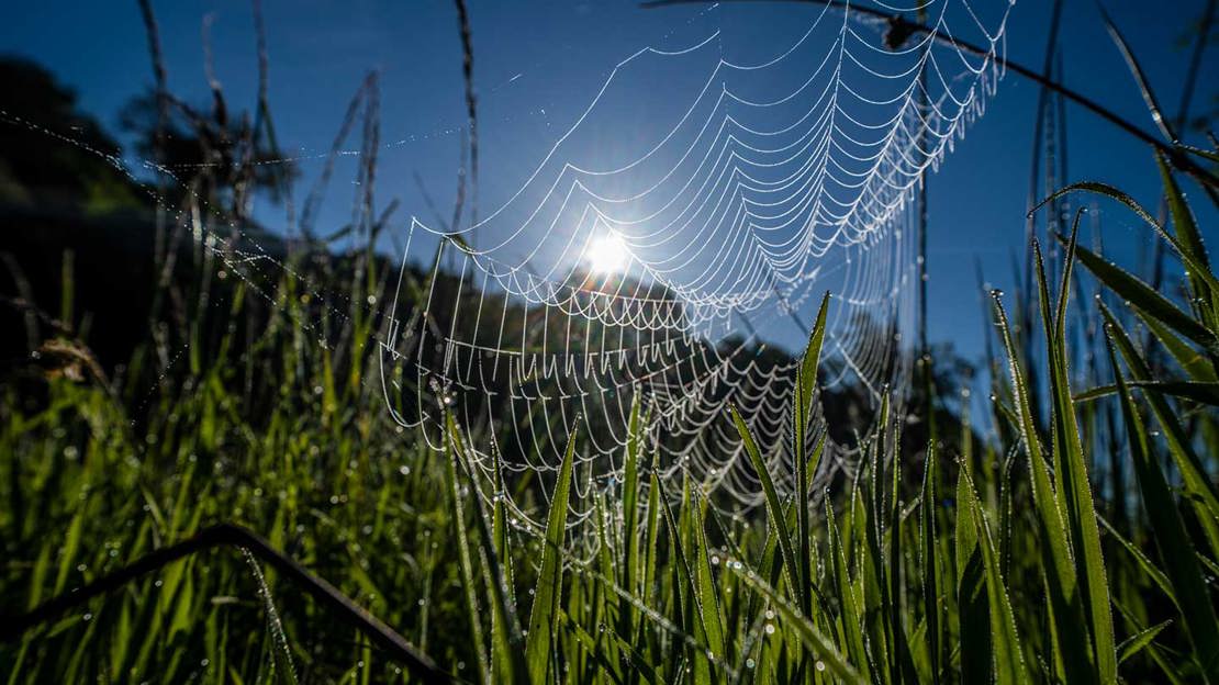 A shot looking up into a spider web backlit by sunshine, from down in the grass