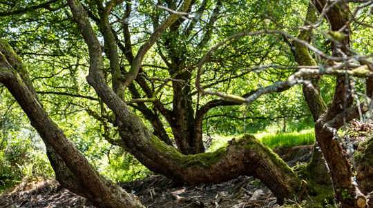 Old tree trunks curving away from the camera under a canopy of lush green leaves