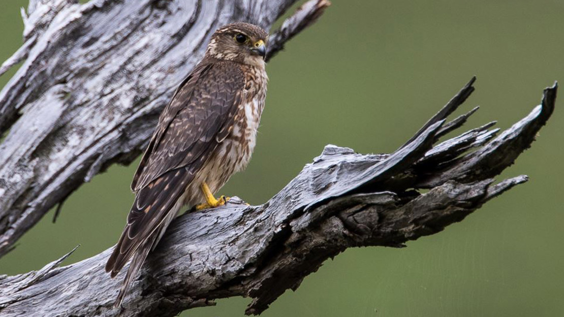 Merlin perched on a tree branch