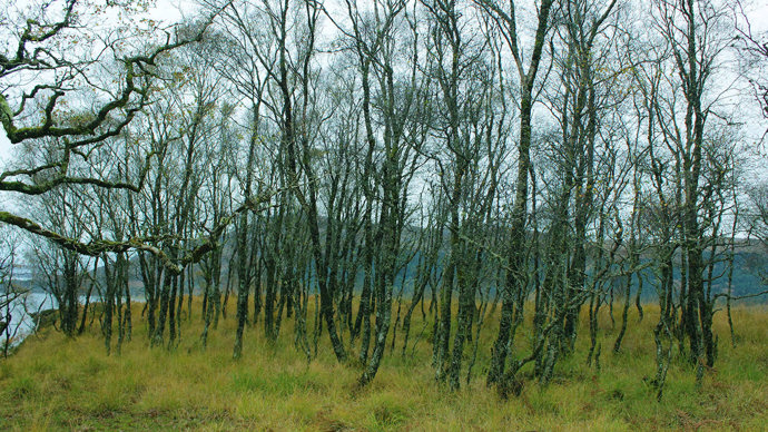Birch growing in wet woodland with purple moor grass growing and loch in background