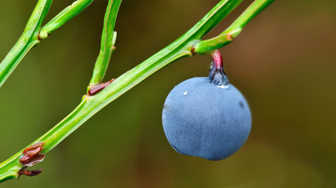Bilberry (Vaccinium myrtillus) - Woodland Trust