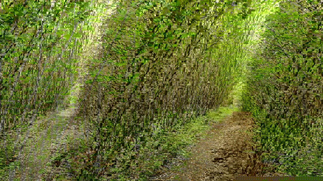 A woodland path through green coppiced trees