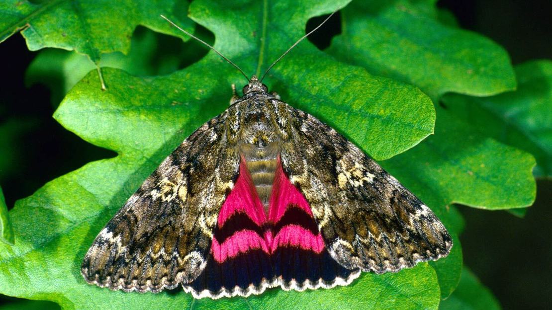 Dark Crimson Underwing Moth - Woodland Trust