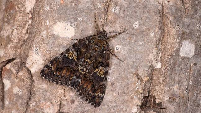 Underwing Moth Uk