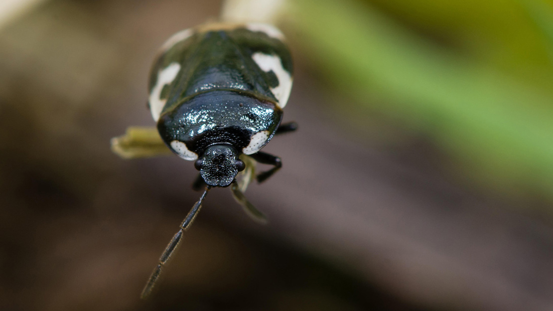 Pied Shieldbug (Tritomegas Bicolor). Black And White True Bug In Family Cydnidae, Seen Head On Showing White Margin Of Pronotum
