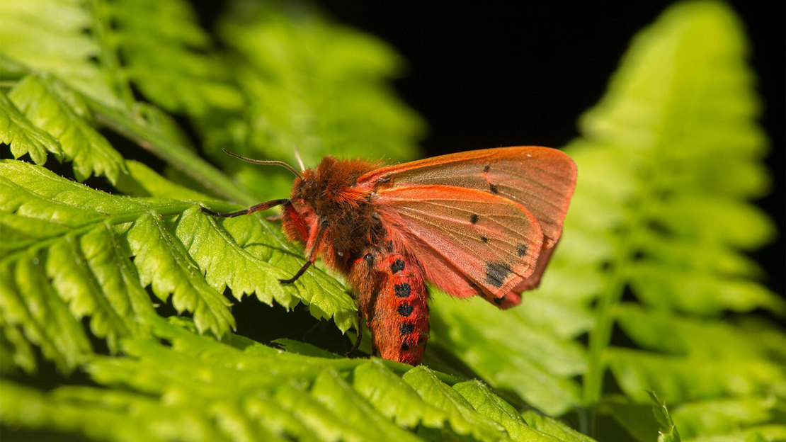 Ruby Moth Difference Between Butterflies And Moths - Woodland Trust