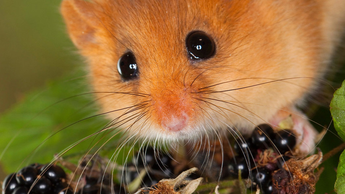 Dormouse on leaf