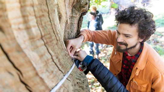A man holds a tape measure around the trunk of an ancient tree