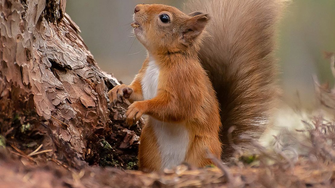 Red Squirrel holding pine cone scale in mouth Red Squirrel holding pine cone scale in mouth