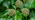 Ivy fruit