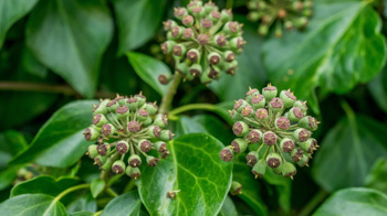 Ivy fruit Ivy fruit
