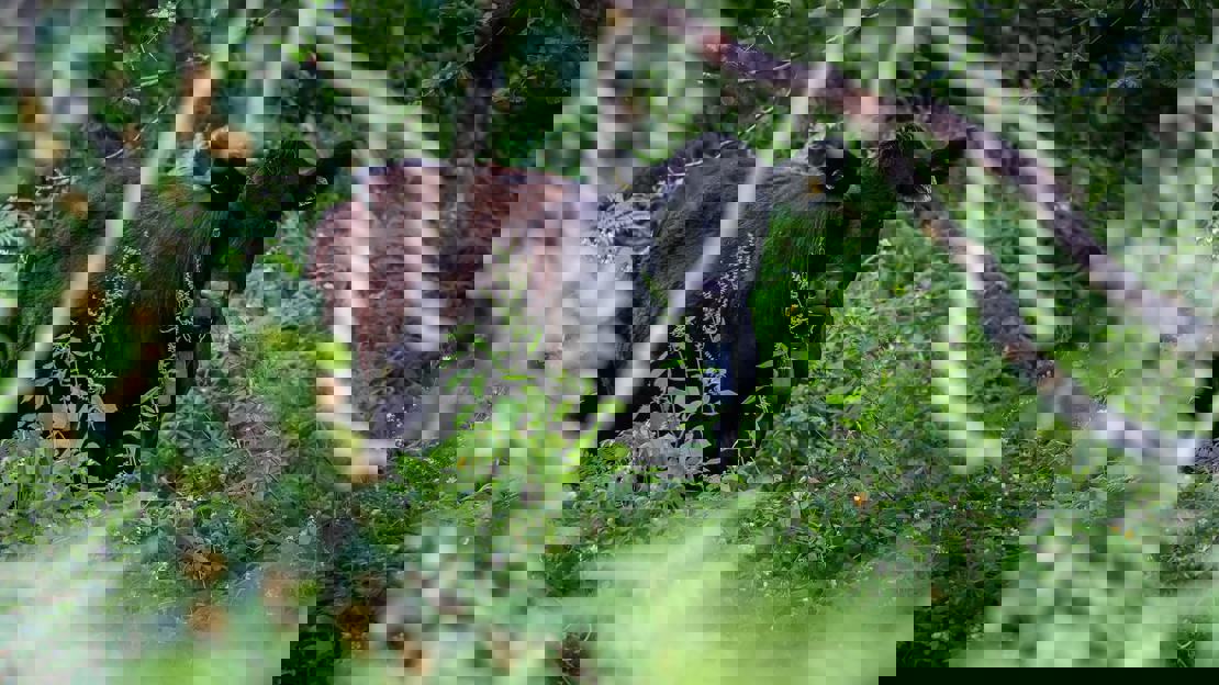 A dark brown cow wearing a collar looking through the branches of a tree