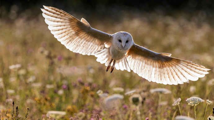 Barn owl in flight over a meadow