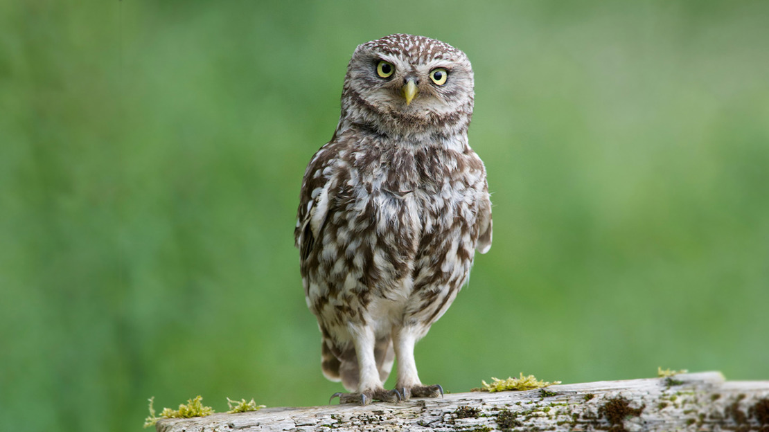 A Little Owl (Athene noctua) perched on old rotting fencing in farmland in the Yorkshire countryside.