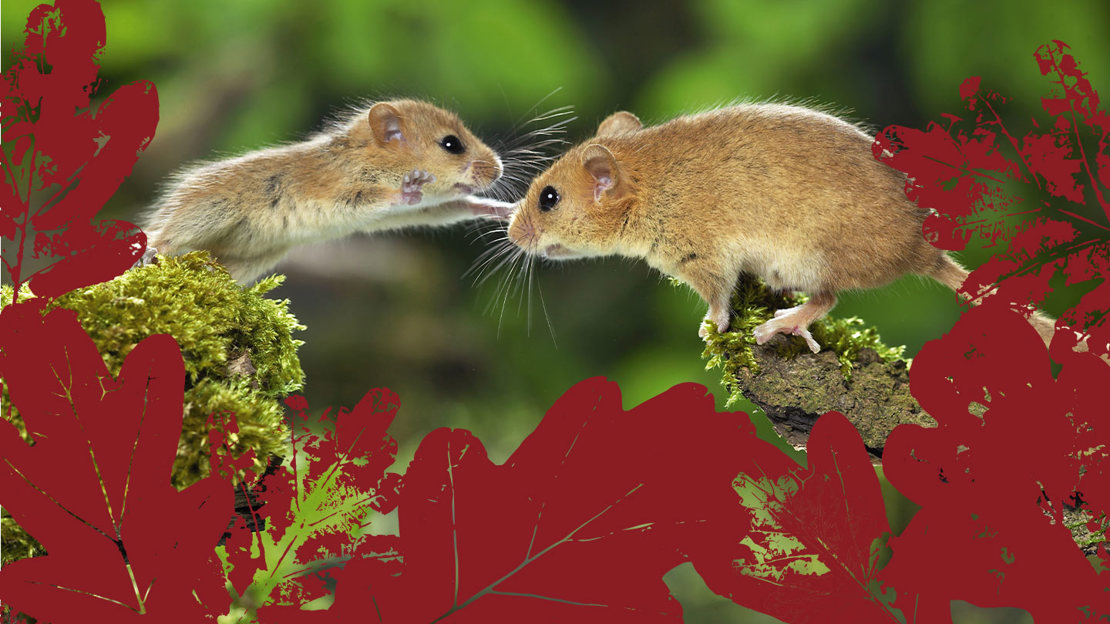 Domouse baby with Mother