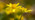 Lesser celandine flowers in woodland