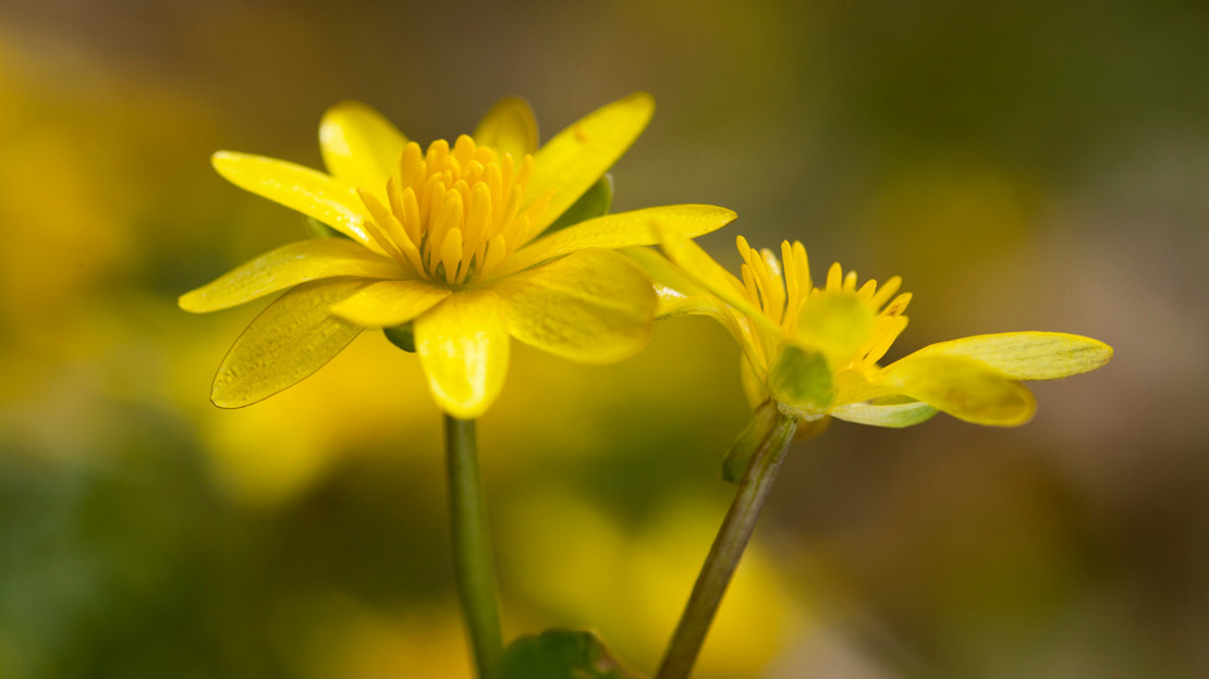 Lesser celandine flowers in woodland