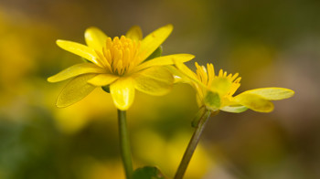Lesser celandine flowers in woodland Lesser celandine flowers in woodland