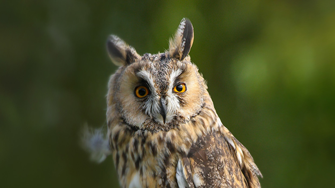 Long-eared Owl (asio otusin) in the Welsh contryside UK