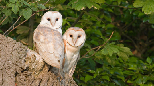 Barn Owl (Tyto alba) adult pair, perched at nest entrance in tree stump