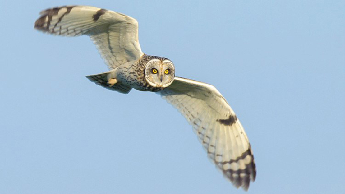 Short eared owl in flight