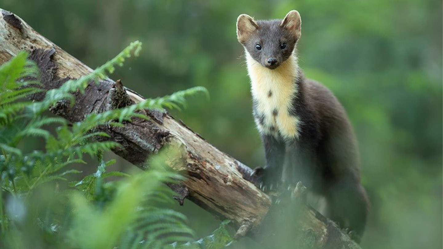 Brits reveal the animals they want to see in the wild - but don't know  where they are