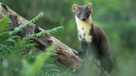 Pine marten on branch