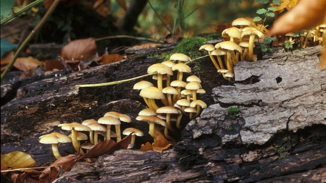 Cluster of small toadstool mushrooms on a decaying deadwood log