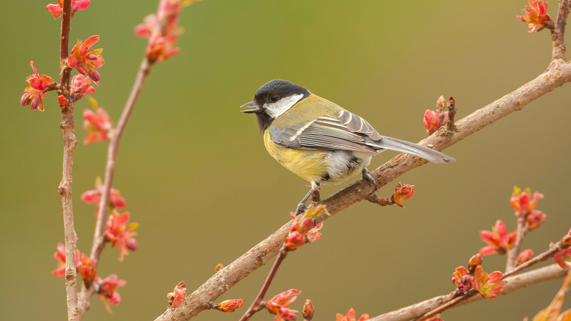 Great tit in song