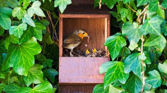 Robin adult and fledglings in nest box