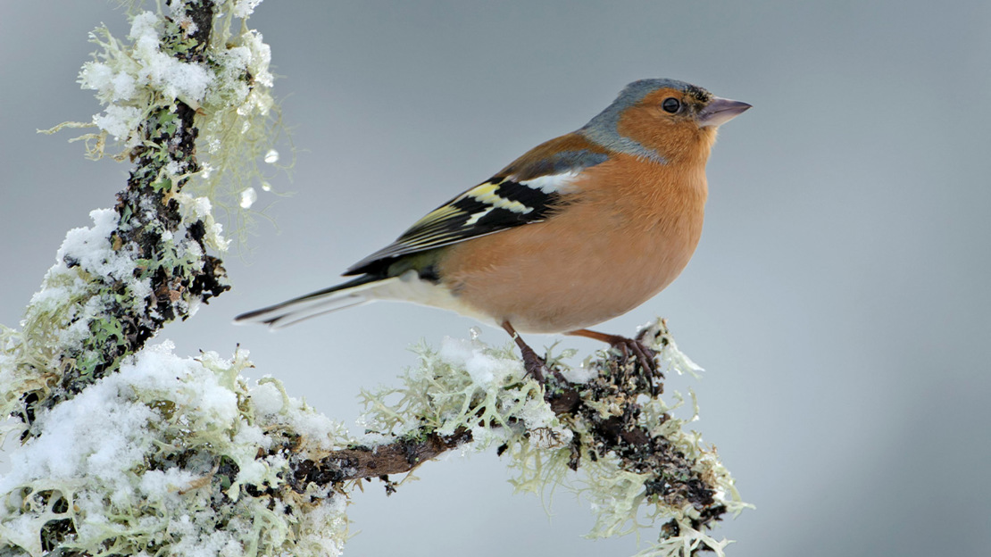 Chaffinch adult male in winter.
