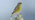 Greenfinch (Carduelis chloris) adult male in winter